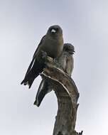 Image of Dusky Woodswallow