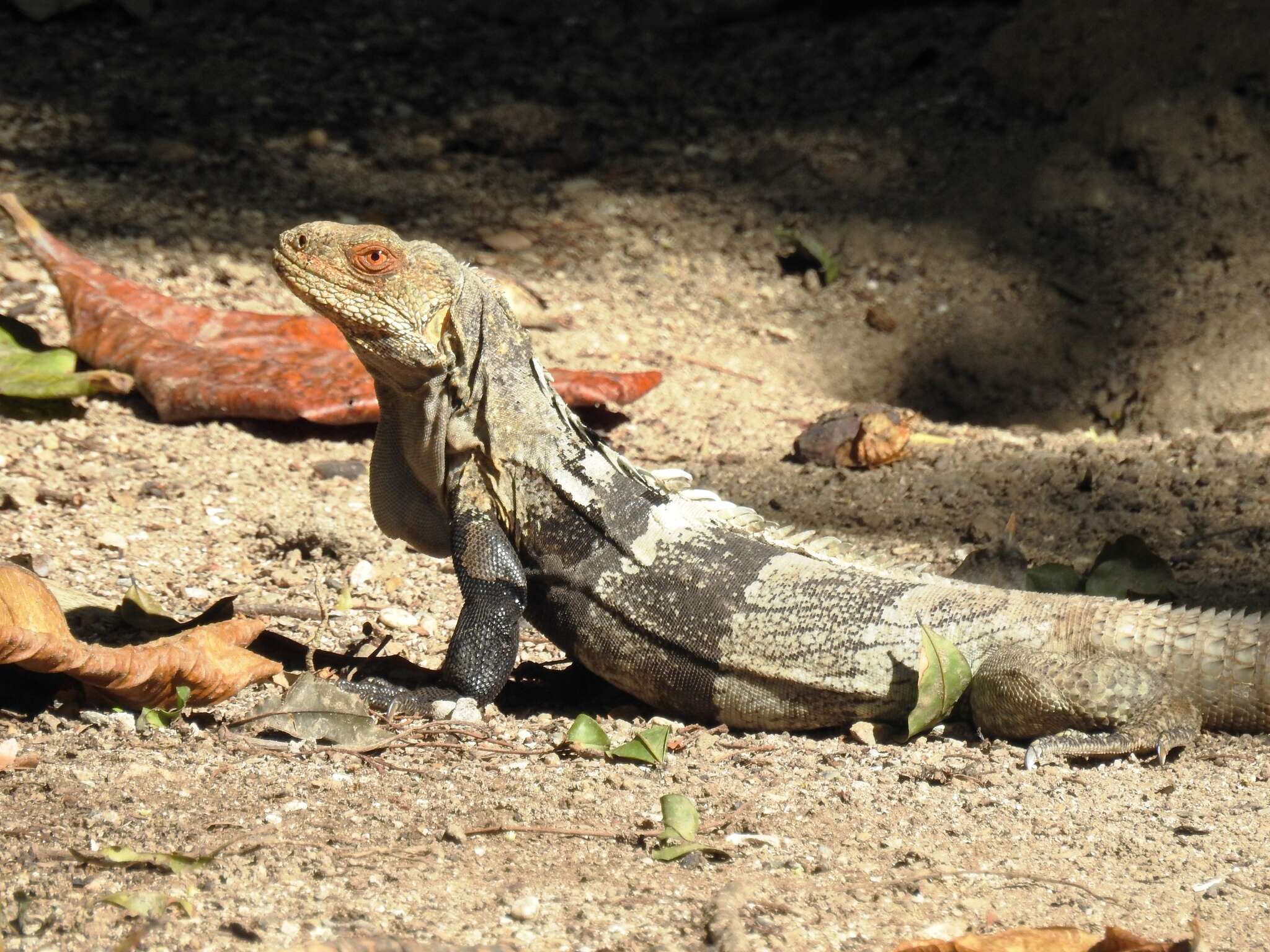 Image de Ctenosaura melanosterna Buckley & Axtell 1997