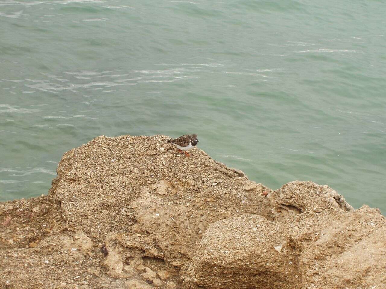 Image of Ruddy Turnstone