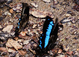 Image de Papilio oribazus Boisduval 1836