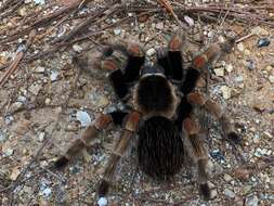 Image of Mexican Orange Beauty Tarantula