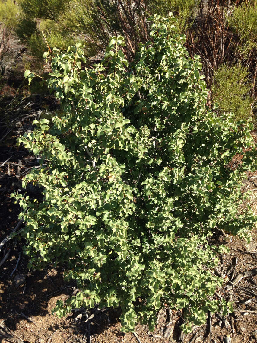 Plancia ëd Prunus ilicifolia (Nutt. ex Hook. & Arn.) D. Dietr.