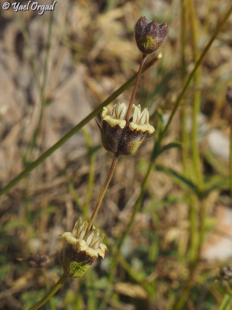 Слика од Sideritis libanotica Labill.