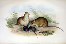 Image of Melomys Thomas 1922