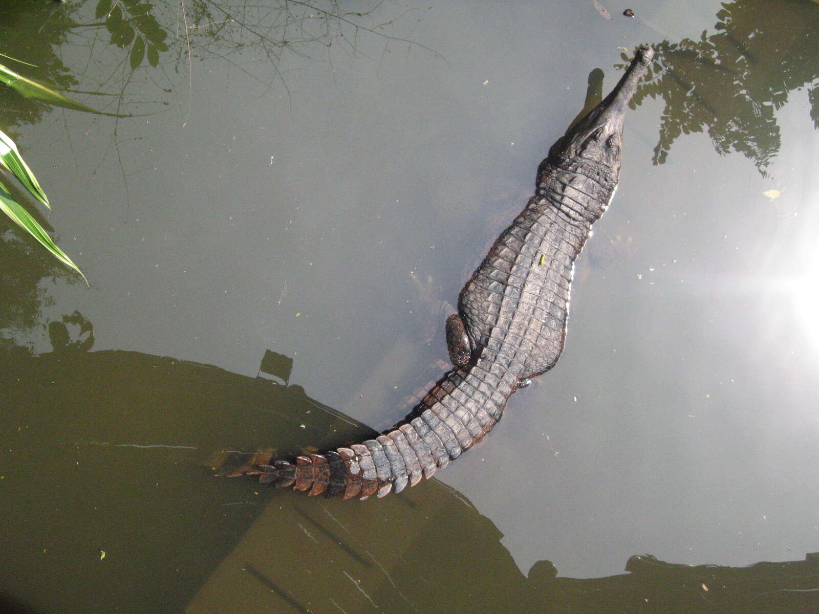 Image of Tomistoma