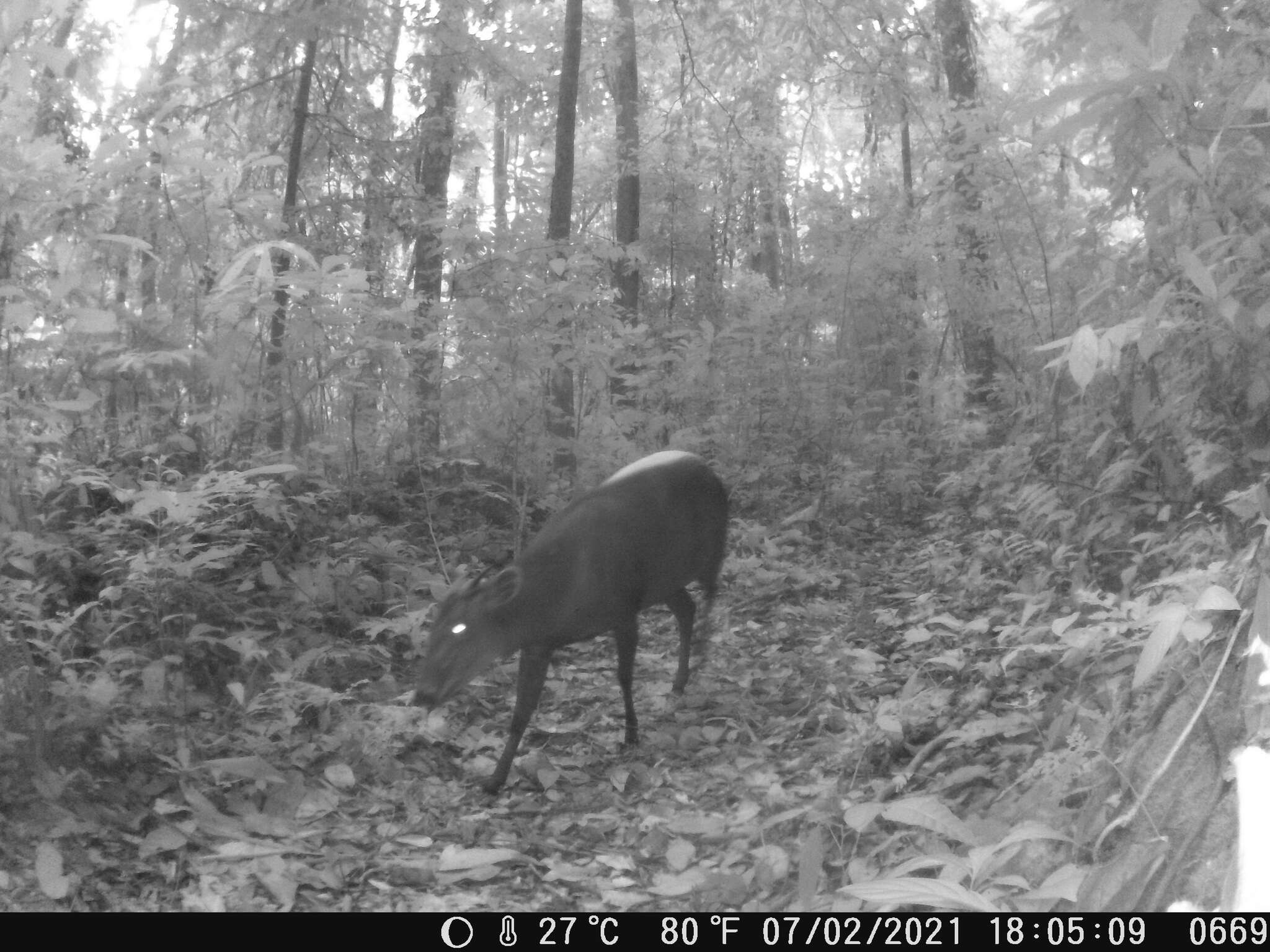 Image of yellow-backed duiker