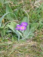 Image of Scottish primrose