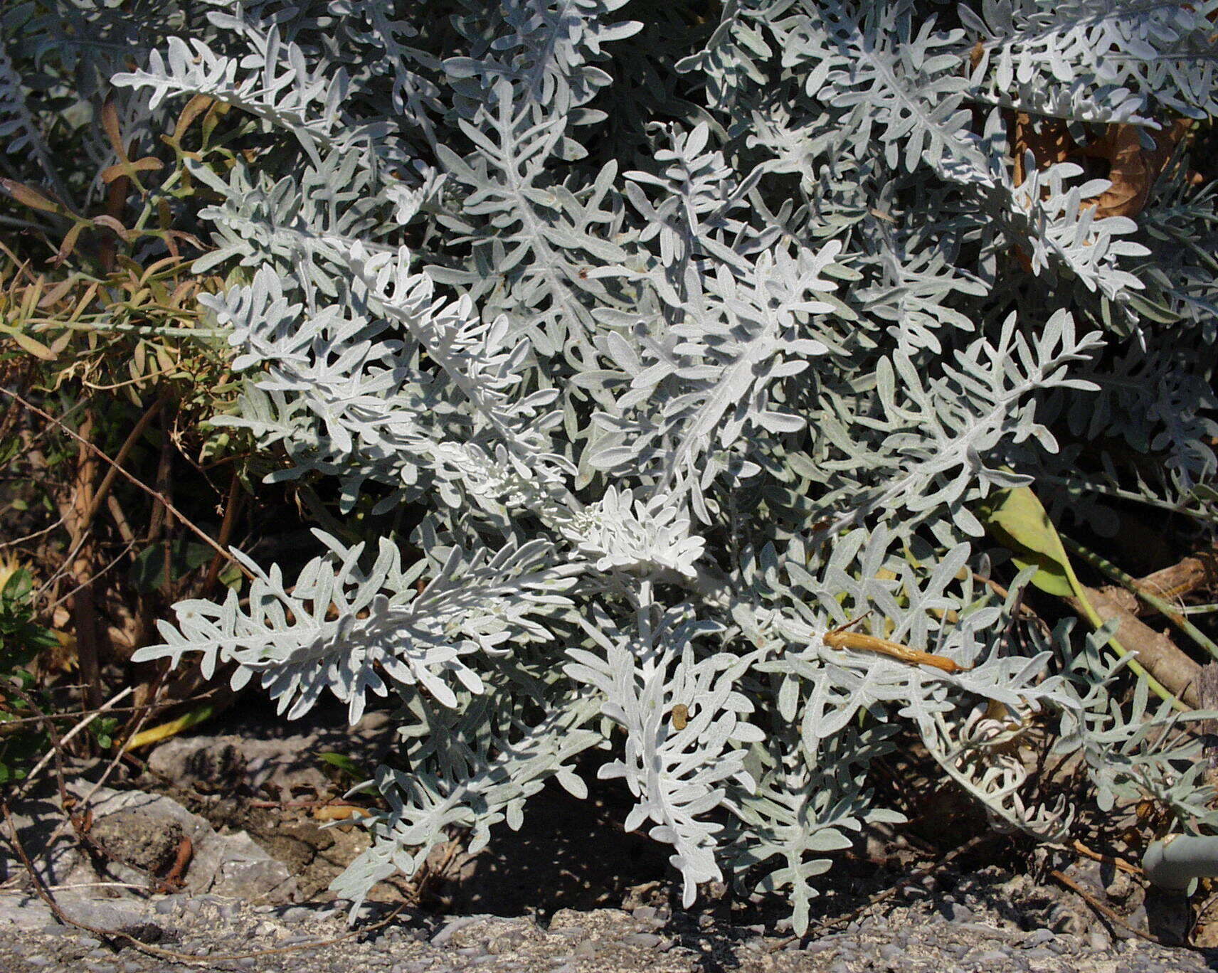 Image of Velvet Centaurea