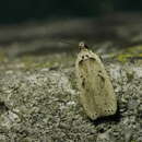 Imagem de Agonopterix yeatiana Fabricius 1781