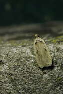 Image of Agonopterix yeatiana Fabricius 1781