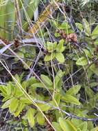 Image of Veronica ligustrifolia A. Cunn.