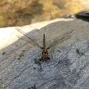 Image of Wide-faced Darner