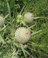 Image of woolly thistle