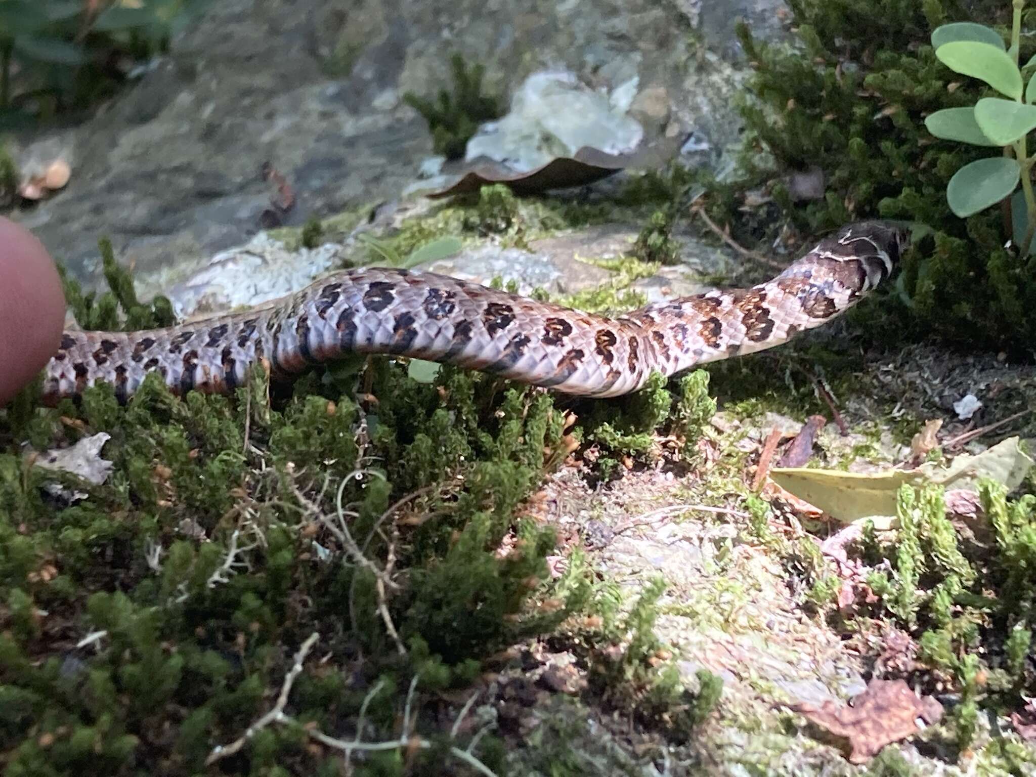 Слика од Erythrolamprus almadensis (Wagler 1824)