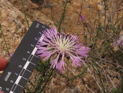 Plectocephalus cachinalensis (Phil.) N. Garcia & Susanna resmi