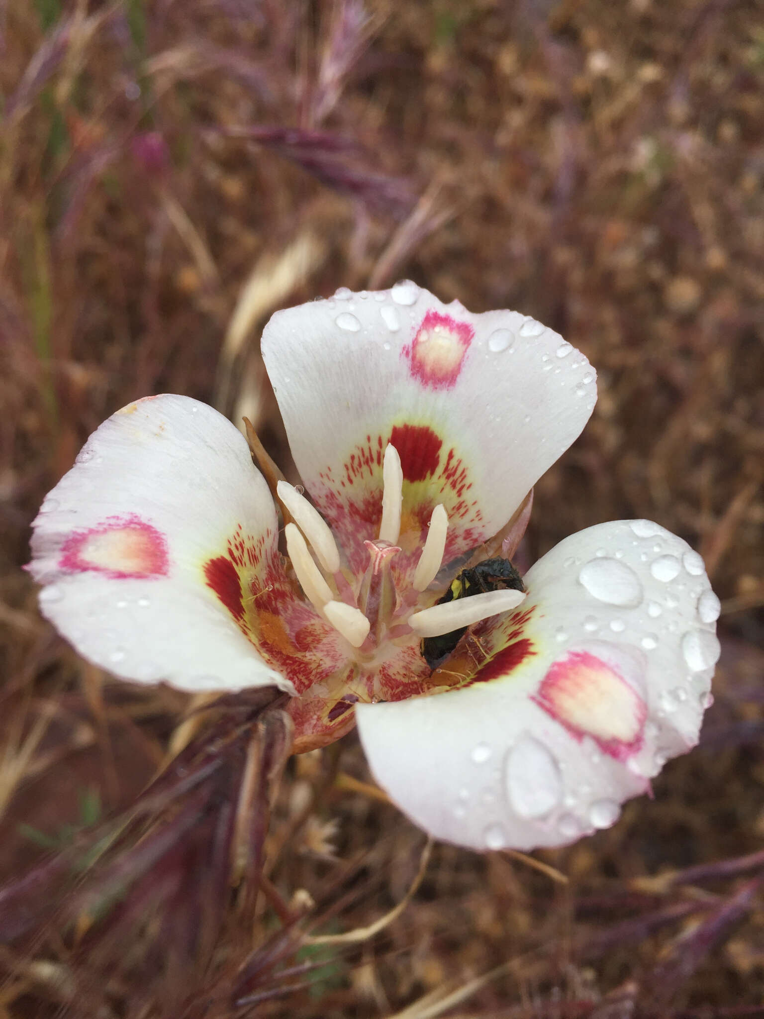 Image of butterfly mariposa lily