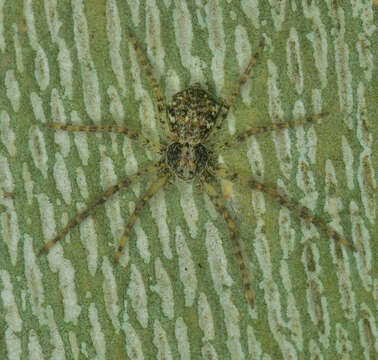 Image of Philodromus buxi Simon 1884