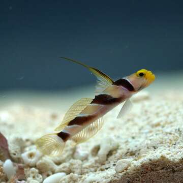 Image of Prawn-gobies