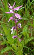 Image of Syncolostemon thorncroftii (N. E. Br.) D. F. Otieno