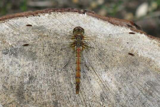 Image of Common Darter