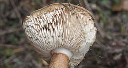 Image of Tricholoma batschii Gulden 1969