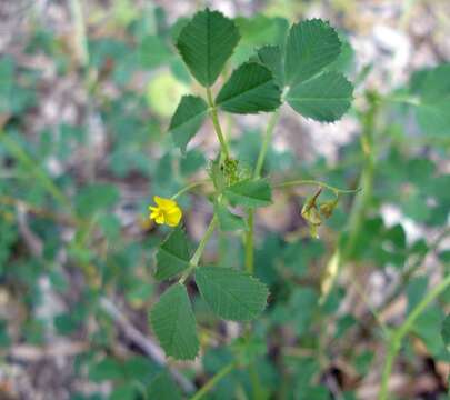 Image of blackdisk medick