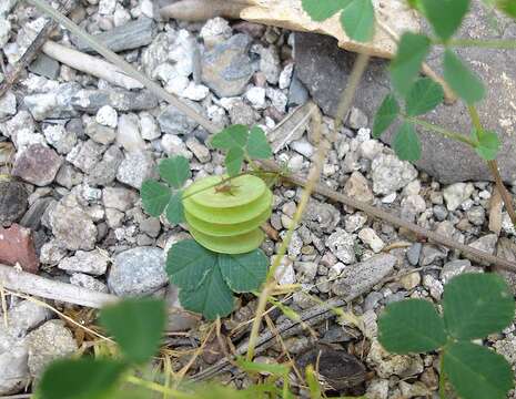 Image of blackdisk medick