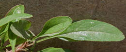 Image of Alberta beardtongue