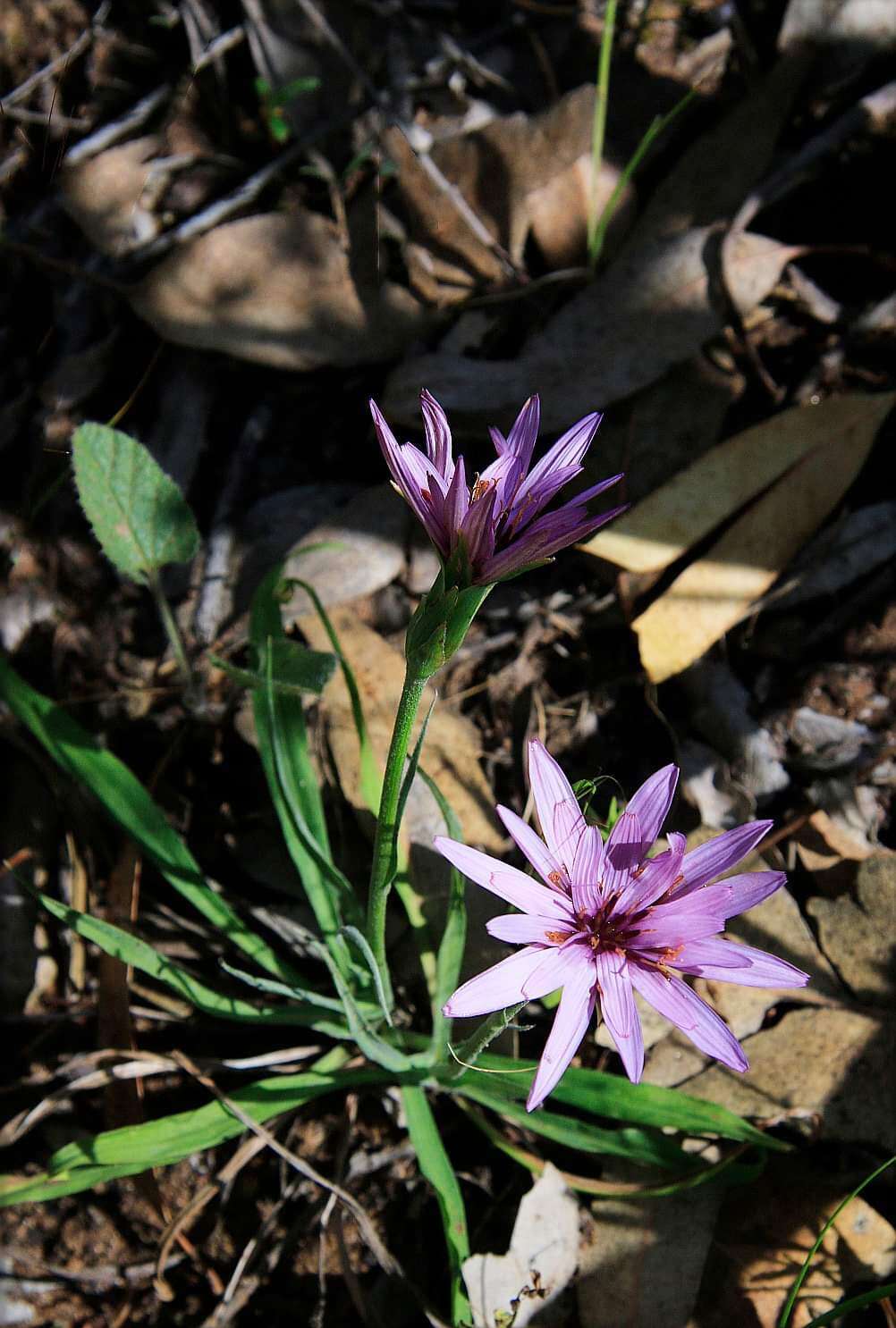 Pseudopodospermum undulatum subsp. deliciosum (Guss.) Bartolucci, Galasso & F. Conti resmi