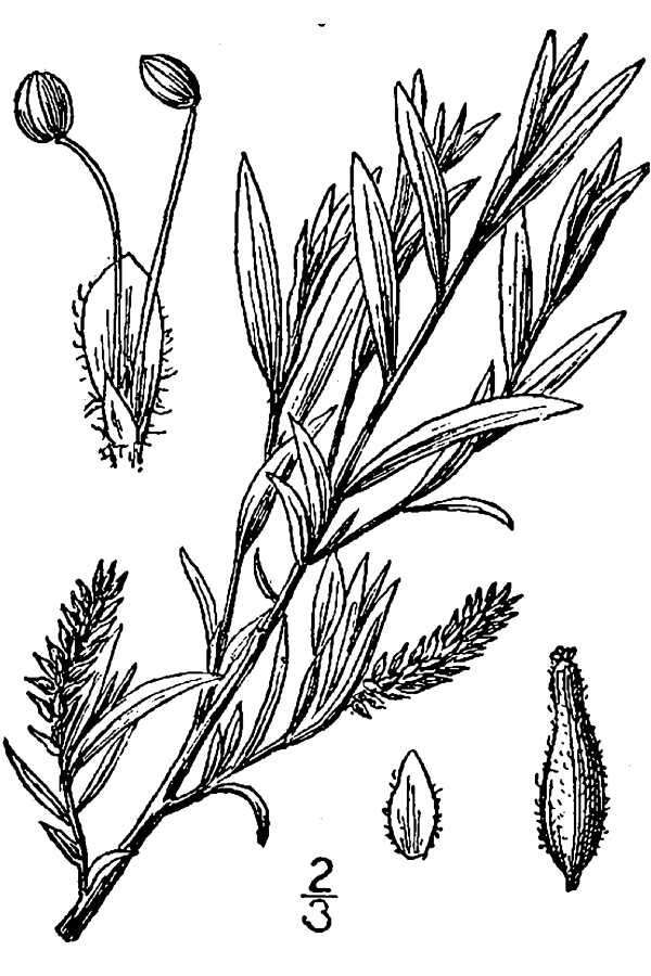 Image of narrowleaf willow