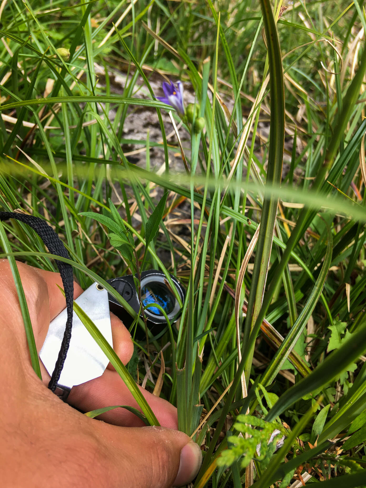 Image of Alaska Blue-Eyed-Grass