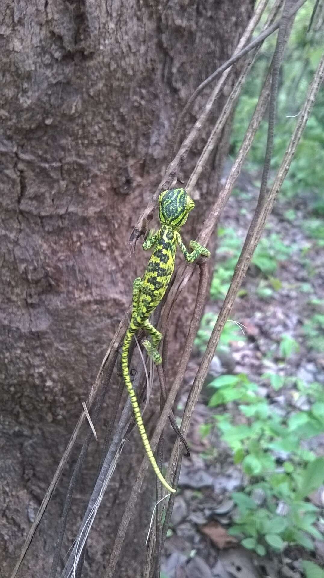 Image of Asian Chameleon