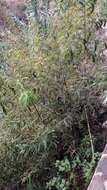 Image of Salix canariensis C. Sm. ex Link