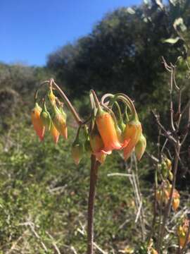 Image of Cotyledon adscendens R. A. Dyer