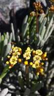 Image of Kalanchoe bitteri