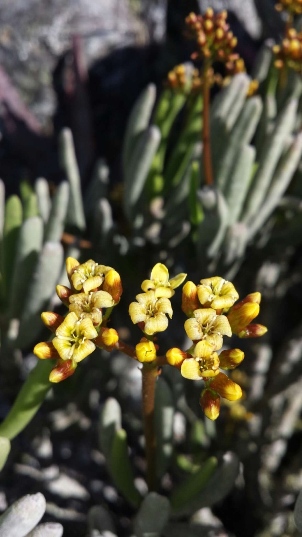 Image of Kalanchoe bitteri