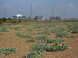 Image of sea kale