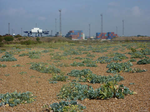 Image of sea kale