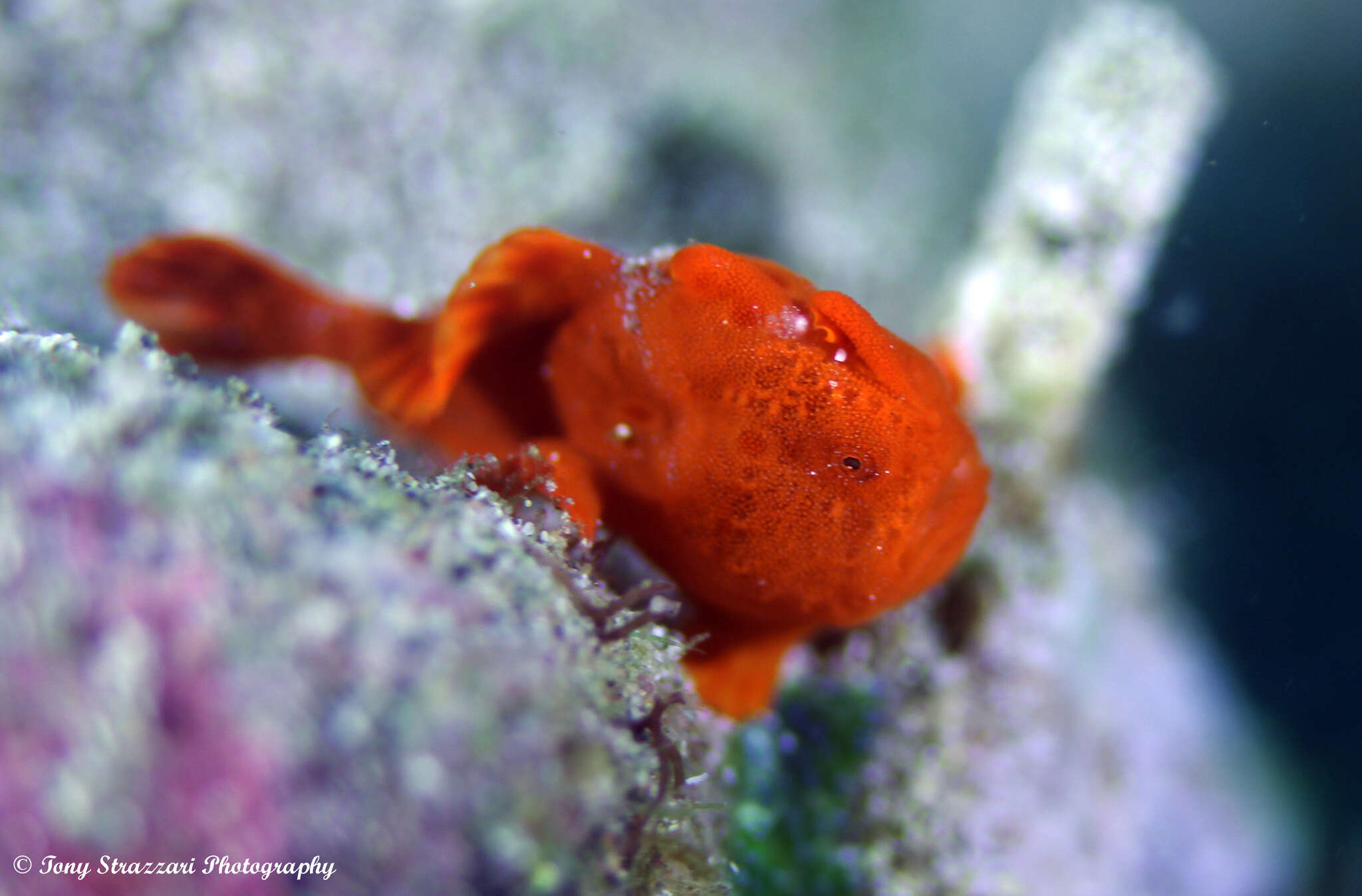 Image of Painted frogfish