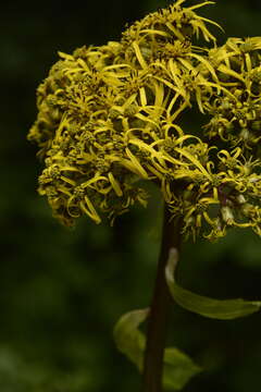 Image of Ligularia amplexicaulis (Wall.) DC.