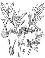 Image of grayleaf willow