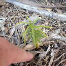 Image of Fortune's Yew Plum