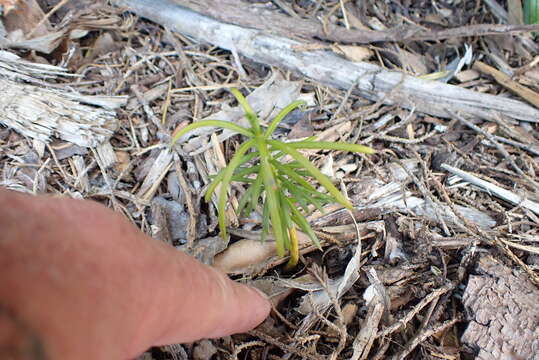 Imagem de Cephalotaxus fortunei Hook.