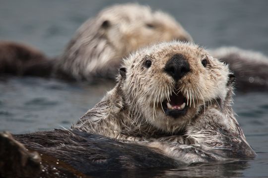 Image of Sea Otter