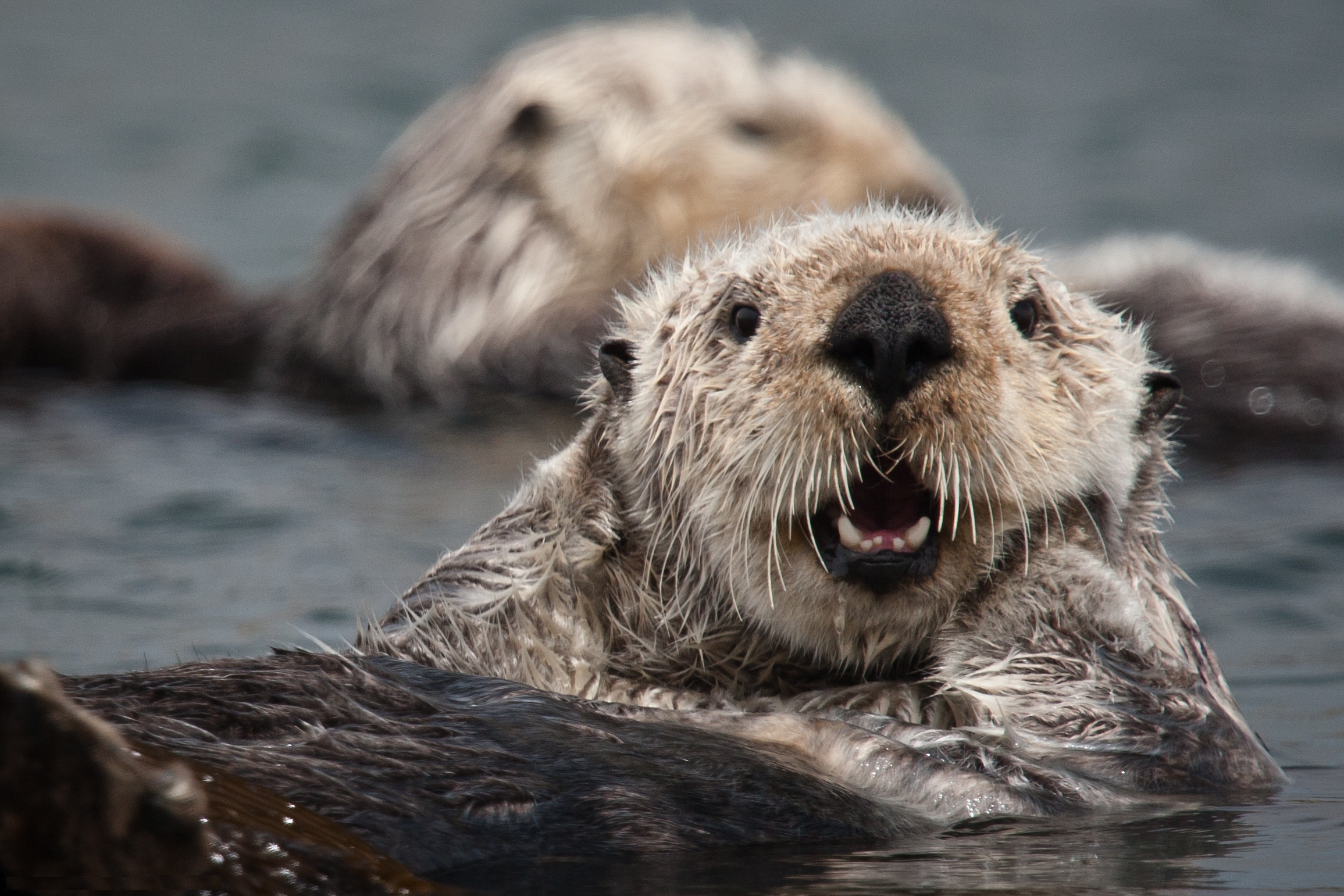 sea-otter-encyclopedia-of-life