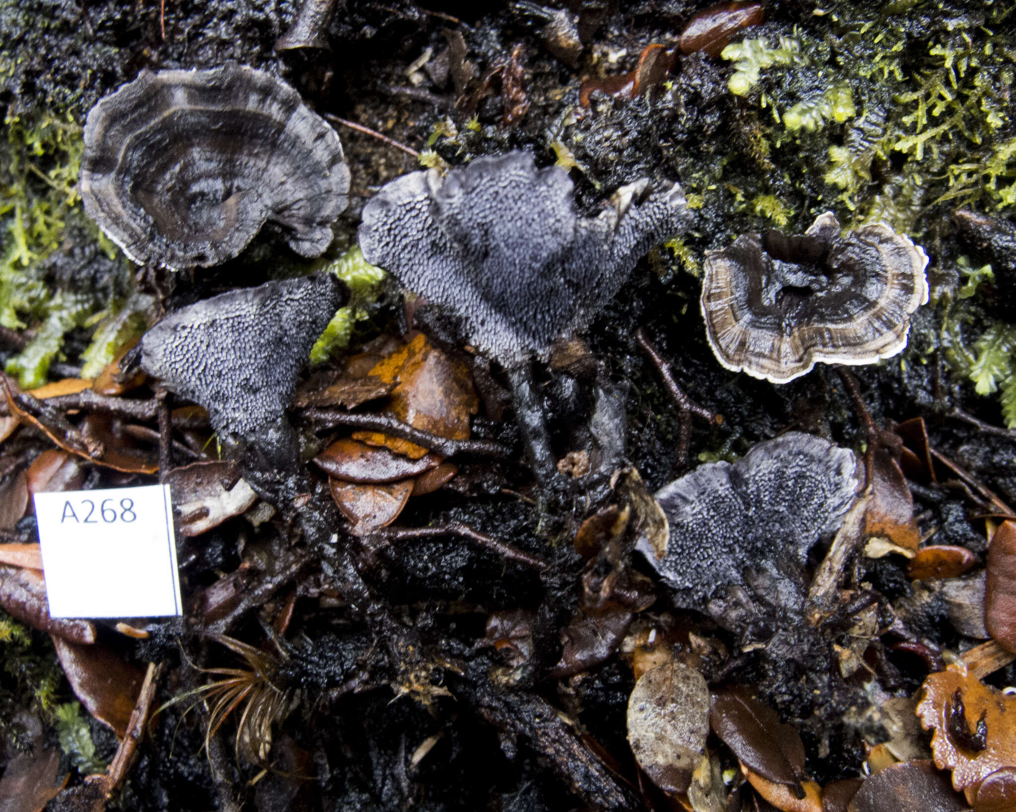 Image of Phellodon sinclairii (Berk.) G. Cunn. 1958