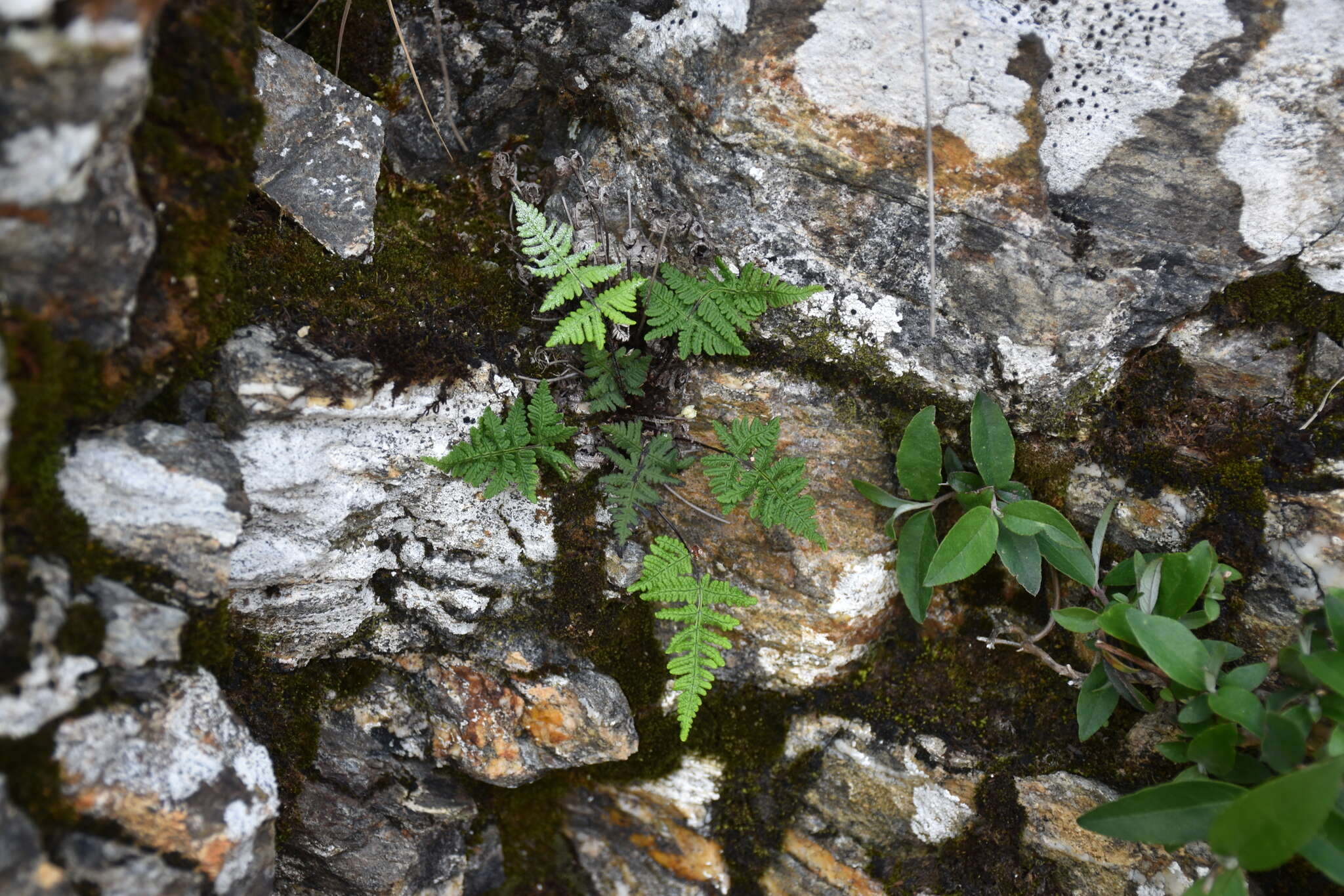 Aleuritopteris formosana (Hayata) Tag. resmi