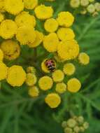 Image of Three-banded Lady Beetle