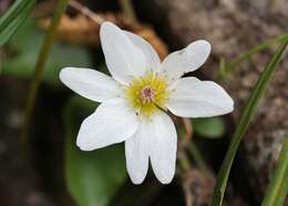 Image of New Zealand clematis