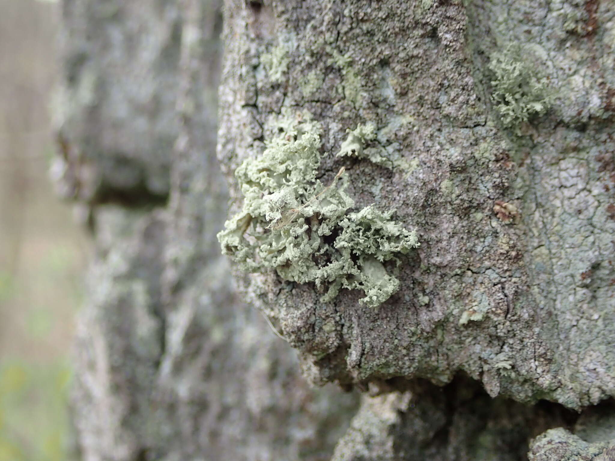 Image of cartilage lichen